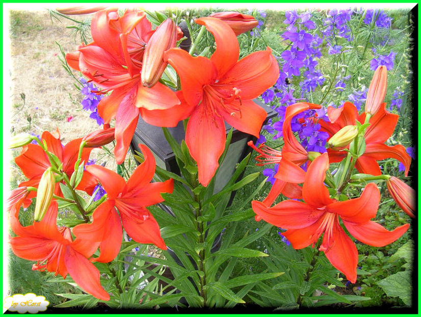 2011.06.12 - Flori 2011 - 1