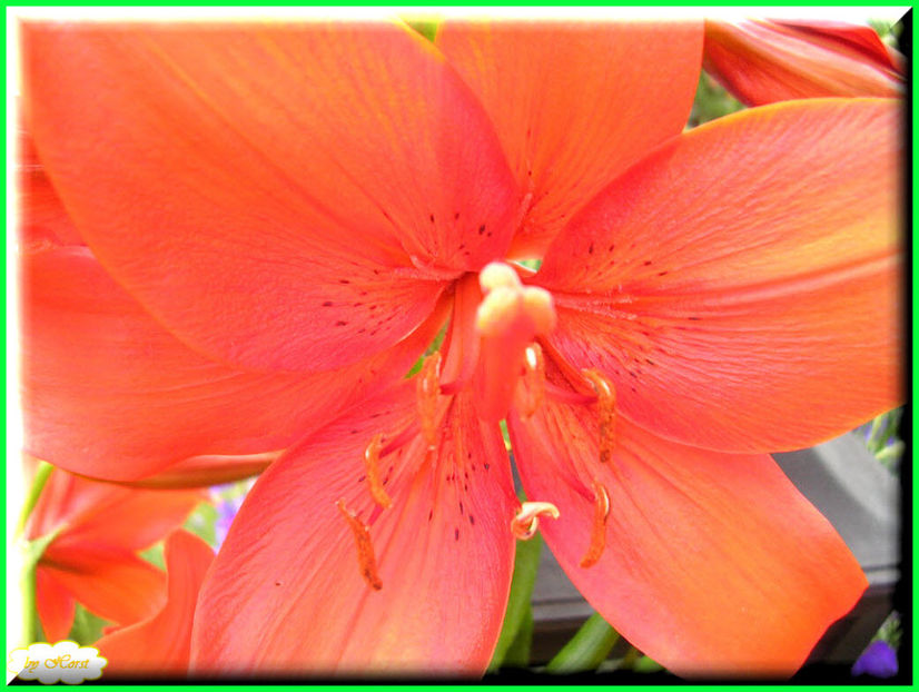 2011.06.12 - Flori 2011 - 1