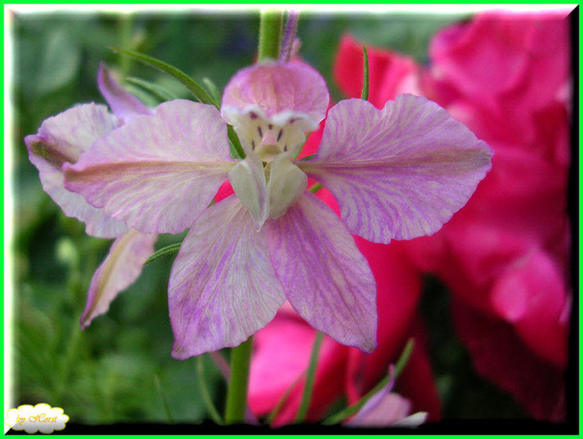 2011.06.12 - Flori 2011 - 1