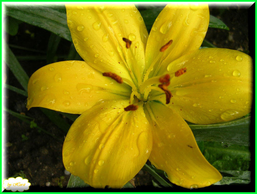 2011.06.12 - Flori 2011 - 1