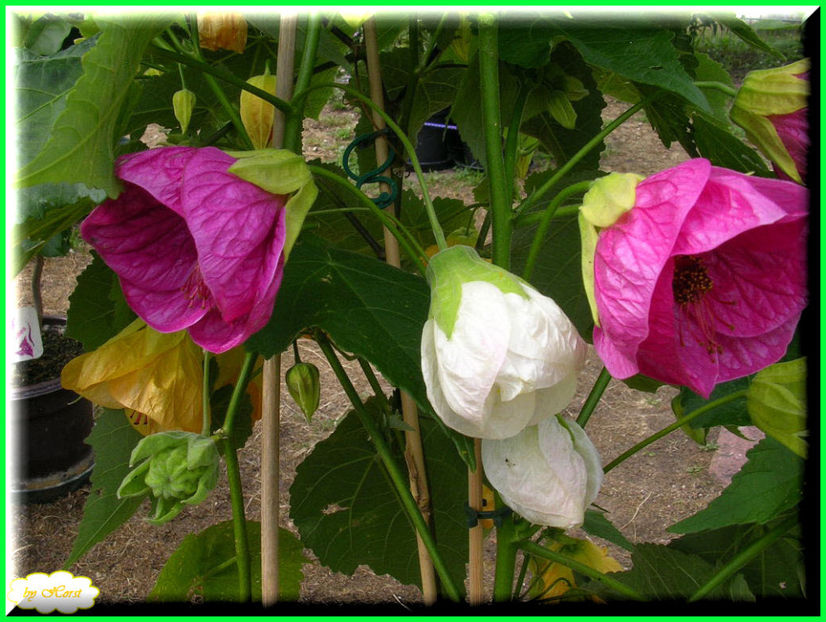 2011.06.12 - Flori 2011 - 1