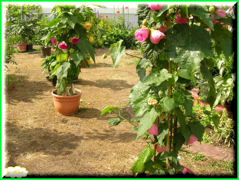 2011.06.12 - Flori 2011 - 1