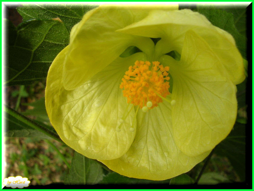 2011.06.12 - Flori 2011 - 1