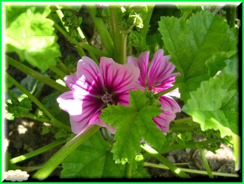 2011.06.12 - Flori 2011 - 1