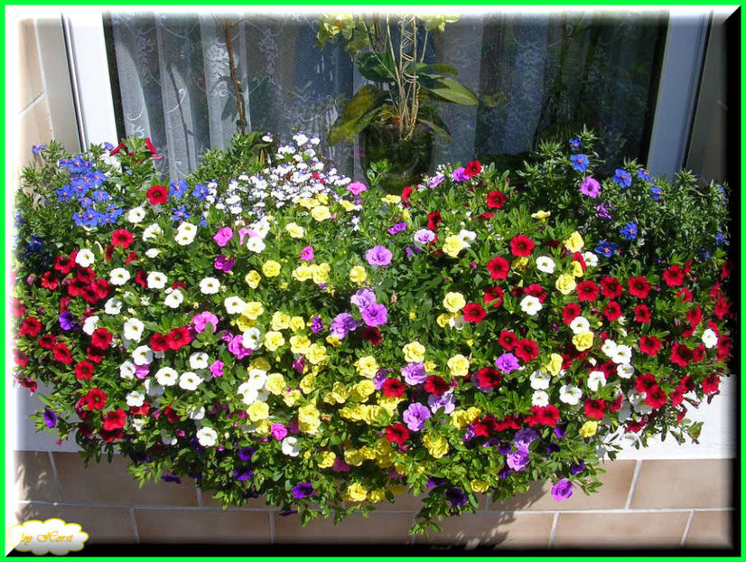 2011.06.12 - Flori 2011 - 1