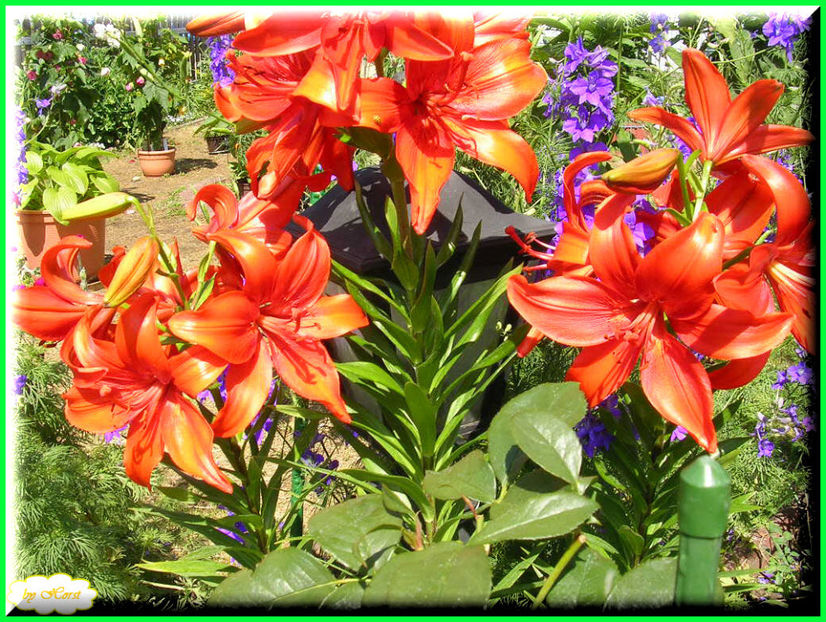 2011.06.12 - Flori 2011 - 1