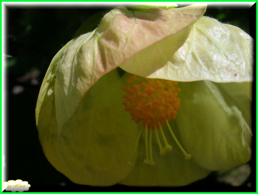 2011.06.12 - Flori 2011 - 1