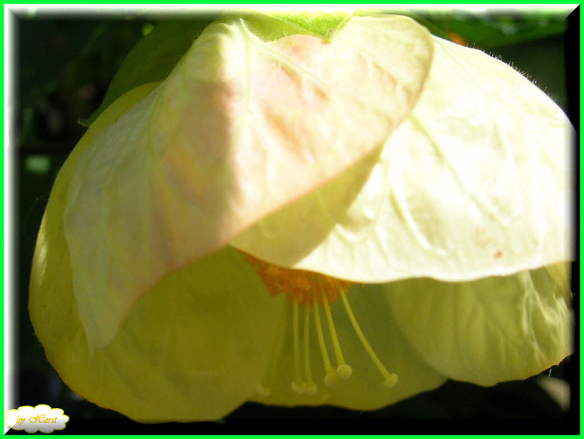 2011.06.12 - Flori 2011 - 1