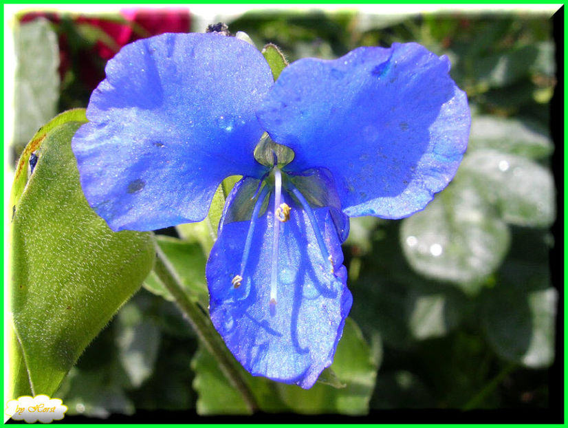 2011.06.12 - Flori 2011 - 1