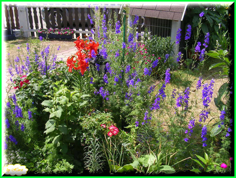 2011.06.12 - Flori 2011 - 1