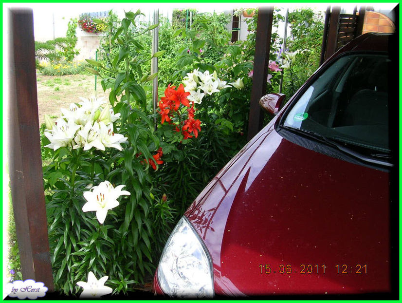 2011.06.15 - Flori 2011 - 1