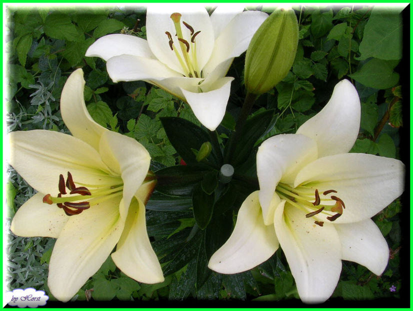 2011.06.15 - Flori 2011 - 1