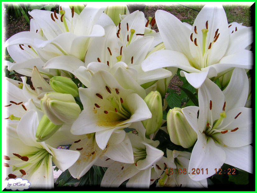 2011.06.15 - Flori 2011 - 1