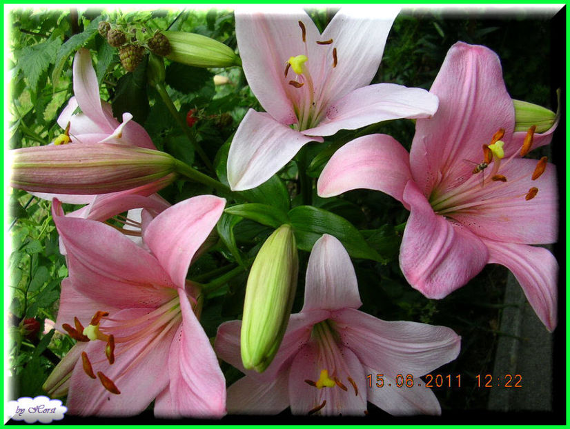 2011.06.15 - Flori 2011 - 1