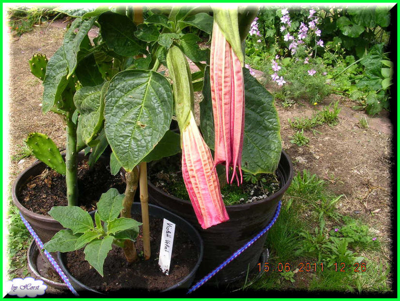 2011.06.15 - Flori 2011 - 1