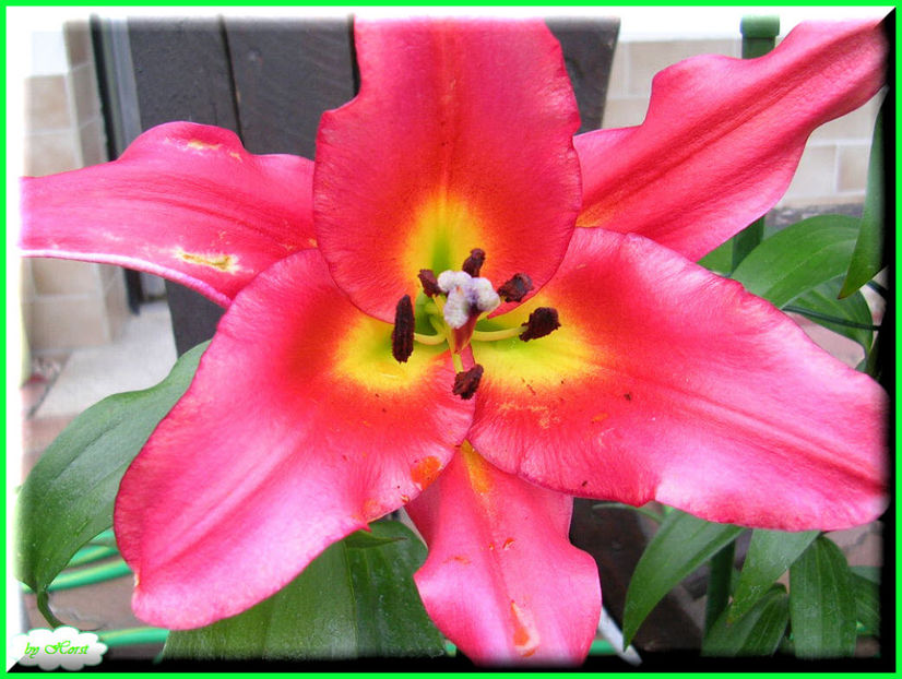 2011.06.20 - Flori 2011 - 1