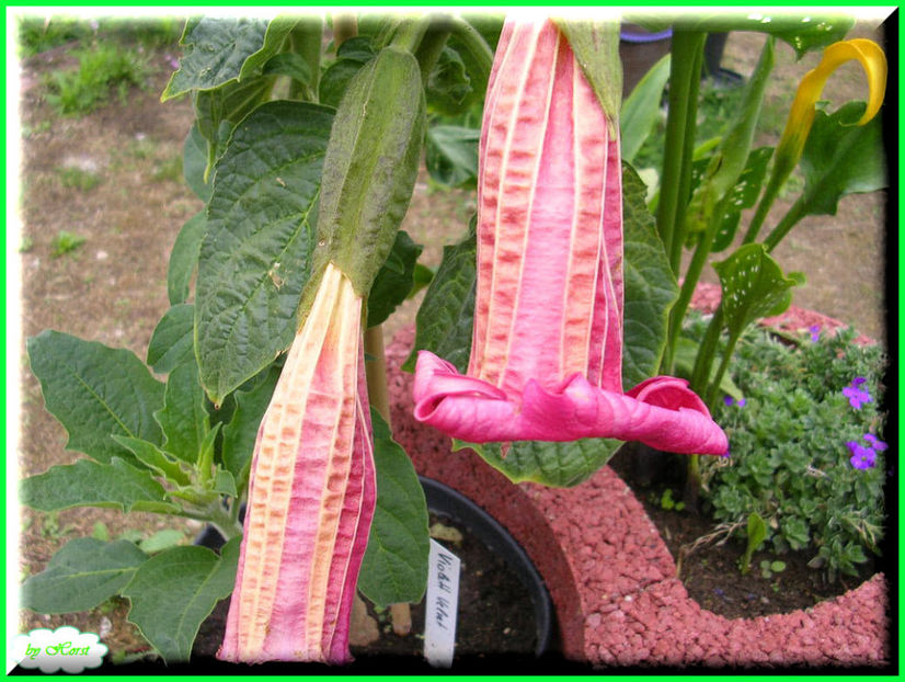 2011.06.20 - Flori 2011 - 1