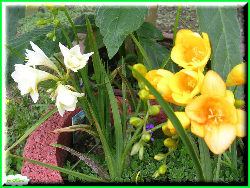 2011.06.20 - Flori 2011 - 1