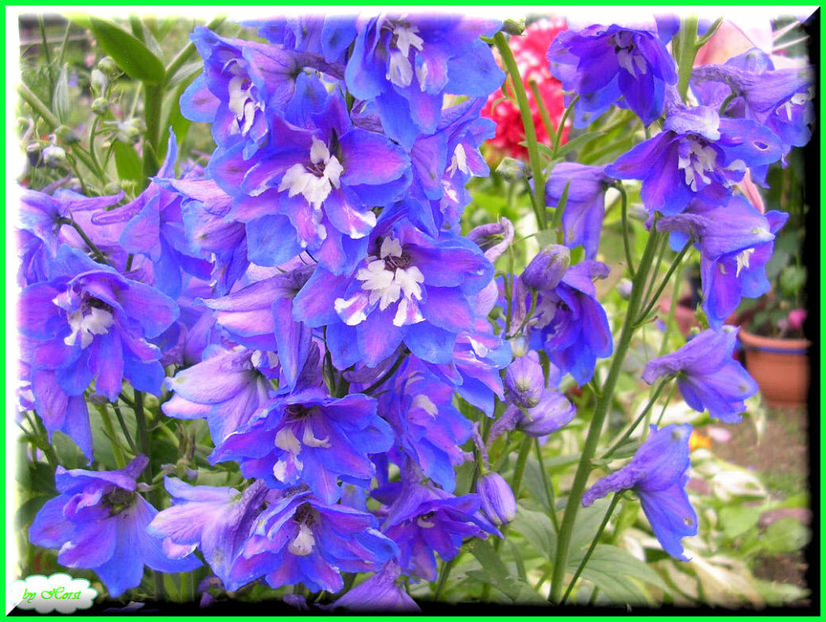 2011.06.20 - Flori 2011 - 1