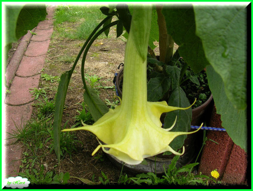 2011.06.20 - Flori 2011 - 1