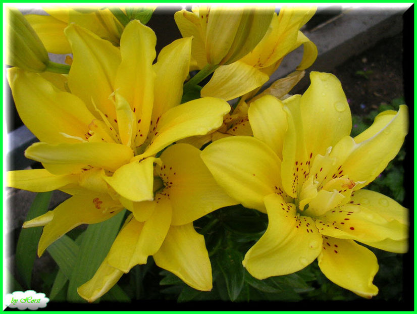 2011.06.20 - Flori 2011 - 1