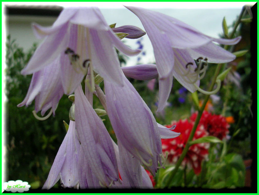 2011.06.20 - Flori 2011 - 1