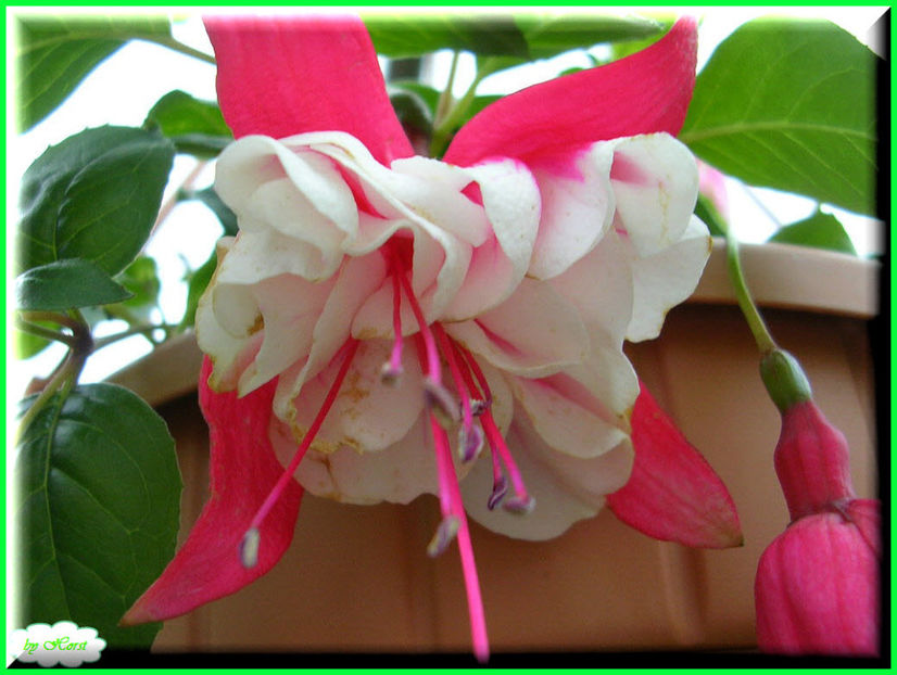 2011.06.20 - Flori 2011 - 1