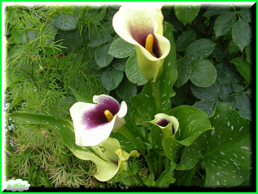 2011.06.20 - Flori 2011 - 1