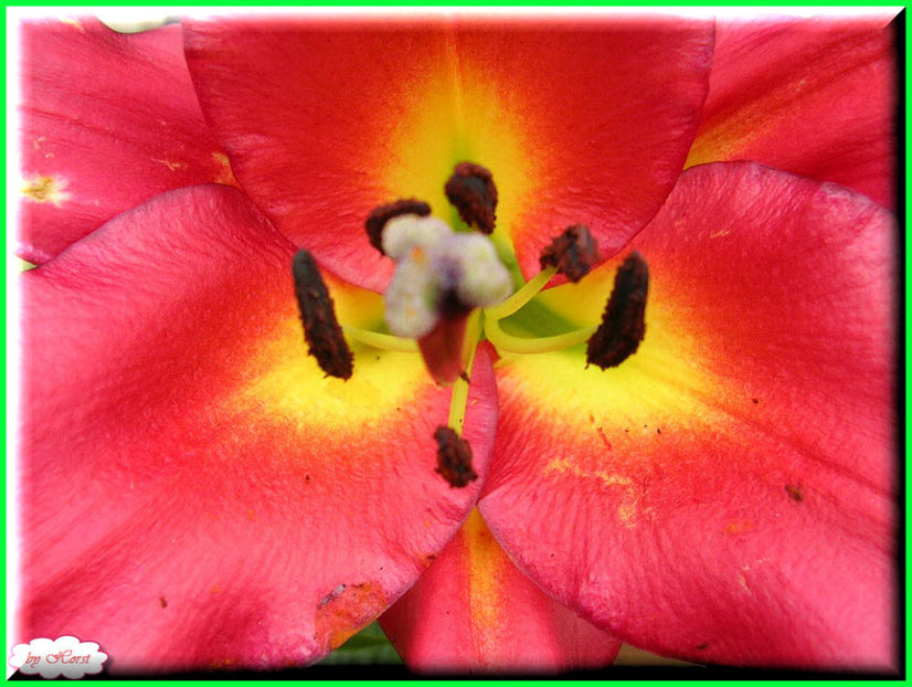 2011.06.23 - Flori 2011 - 1