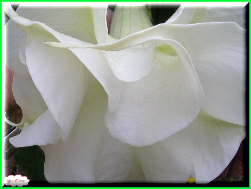 2011.06.23 - Flori 2011 - 1