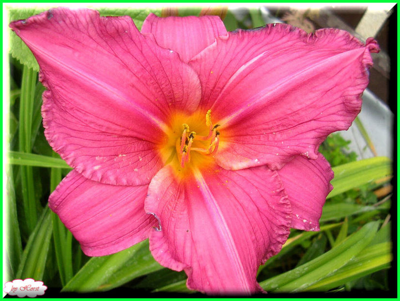 2011.06.23 - Flori 2011 - 1