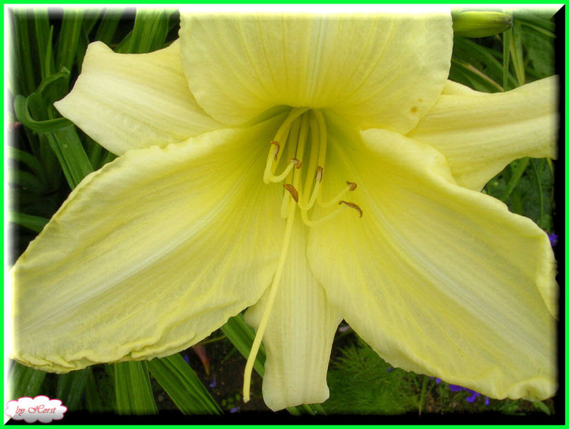 2011.06.23 - Flori 2011 - 1