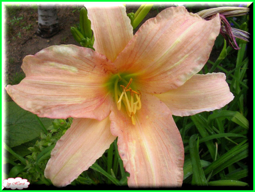 2011.06.23 - Flori 2011 - 1