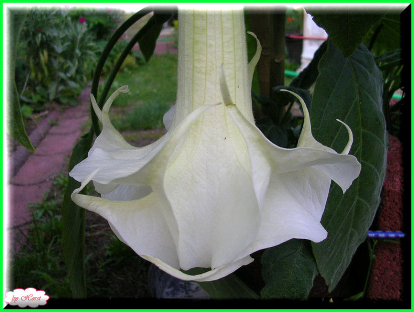 2011.06.23 - Flori 2011 - 1