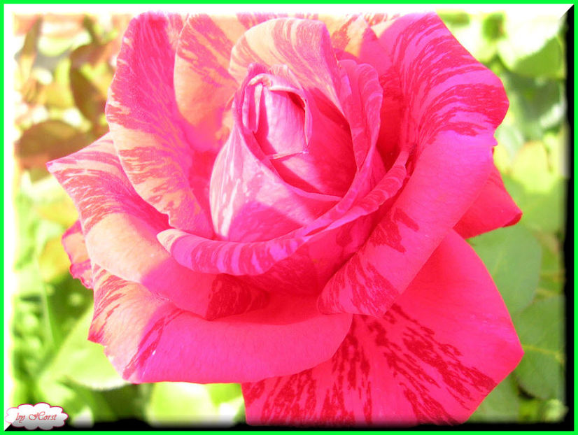 2011.06.23 - Flori 2011 - 1