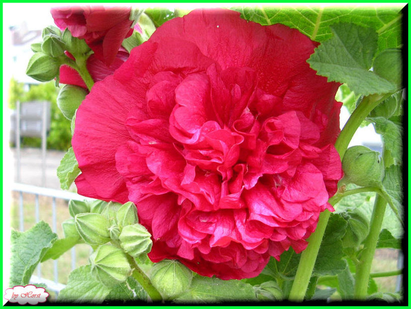 2011.06.23 - Flori 2011 - 1