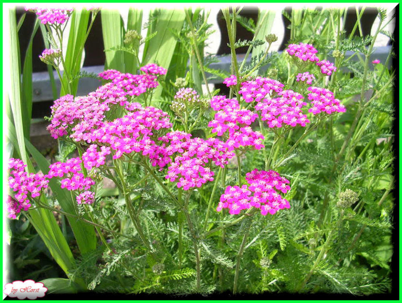 2011.06.23 - Flori 2011 - 1