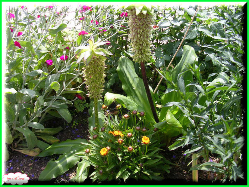 2011.06.23 Eucomis bicolor - Flori 2011 - 1