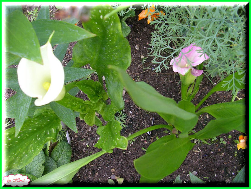 2011.06.23 - Flori 2011 - 1