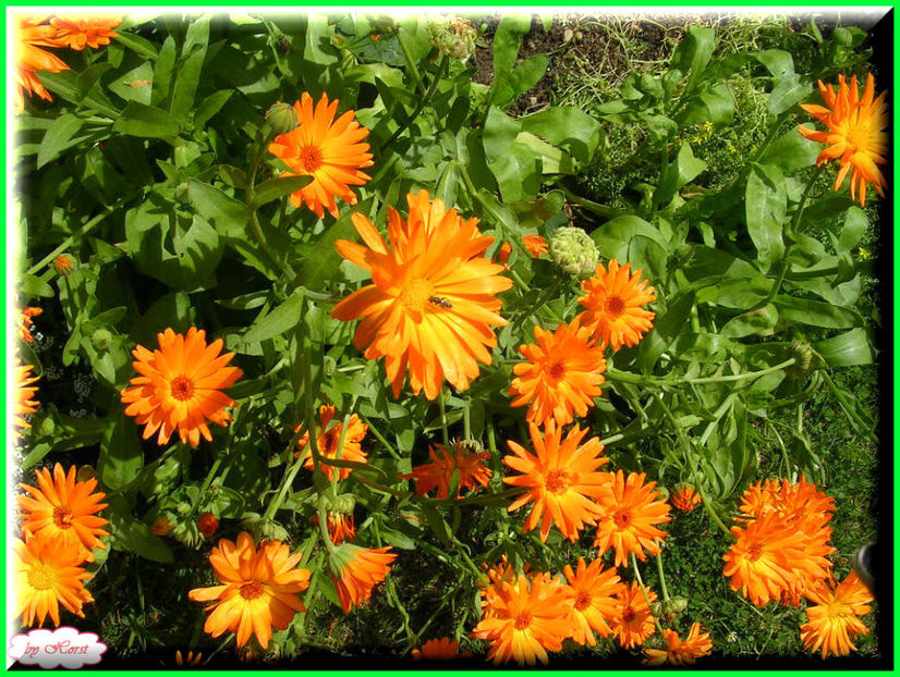 2011.06.23 - Flori 2011 - 1