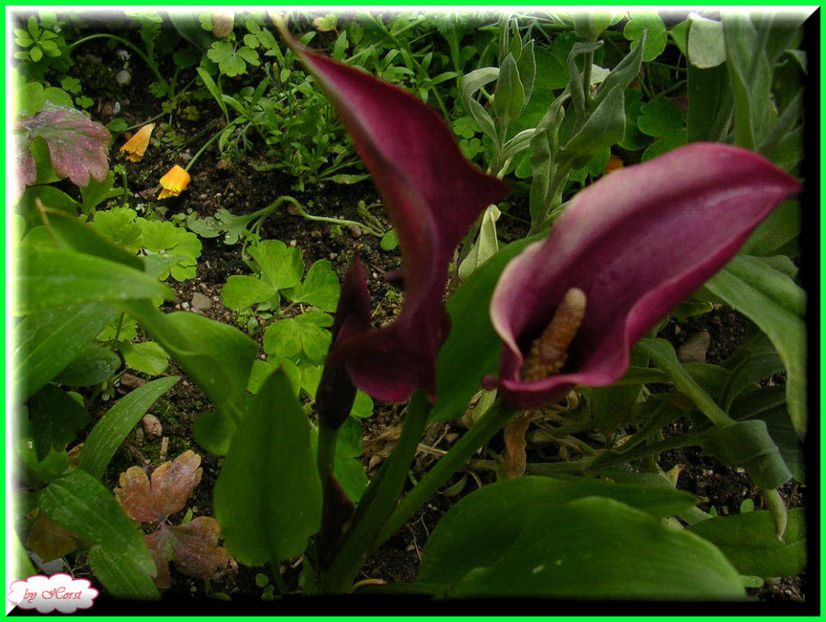 2011.06.23 - Flori 2011 - 1