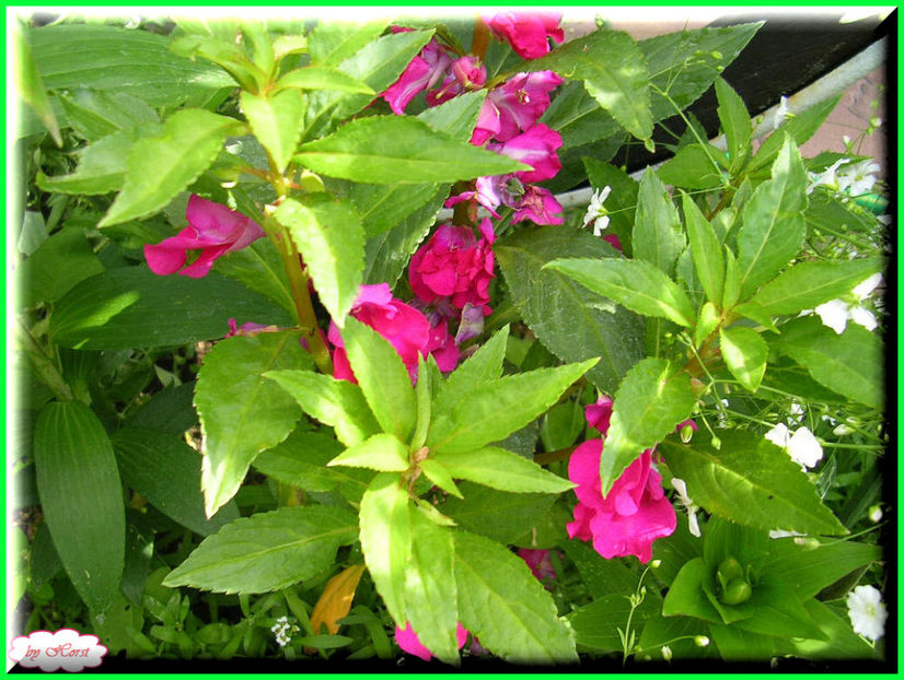 2011.06.23 - Flori 2011 - 1