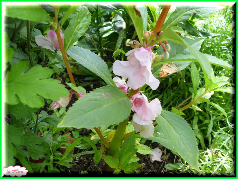 2011.06.23 - Flori 2011 - 1