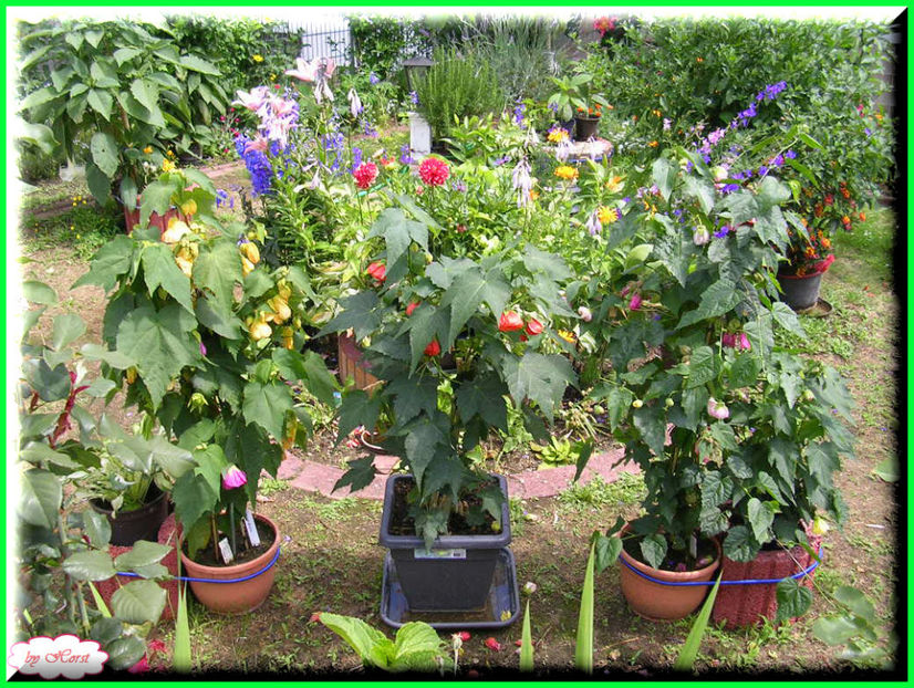 2011.06.23 - Flori 2011 - 1