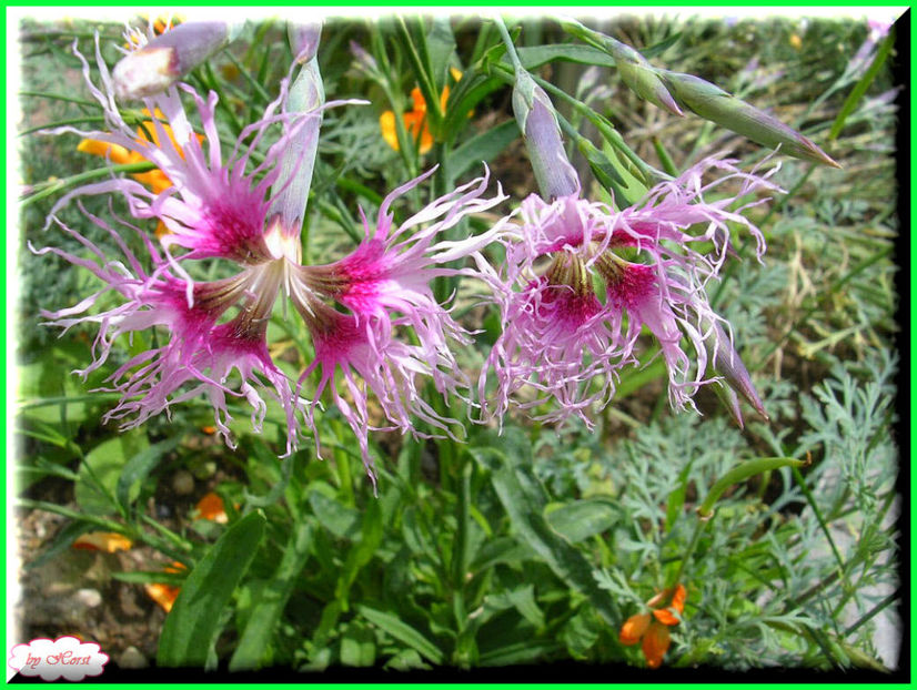 2011.06.23 - Flori 2011 - 1