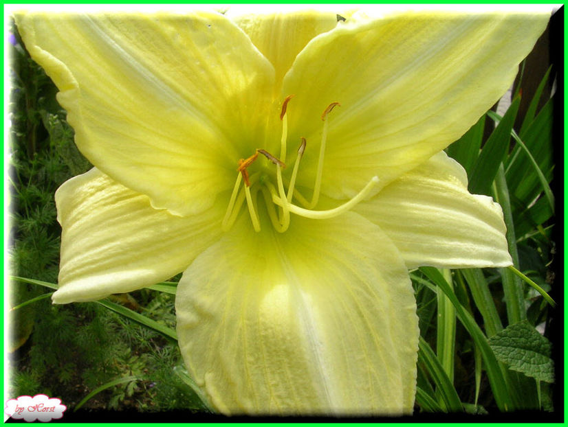 2011.06.23 - Flori 2011 - 1