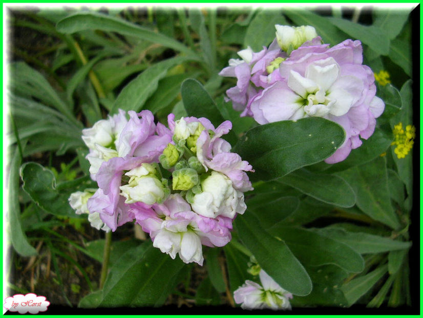 2011.06.23 - Flori 2011 - 1