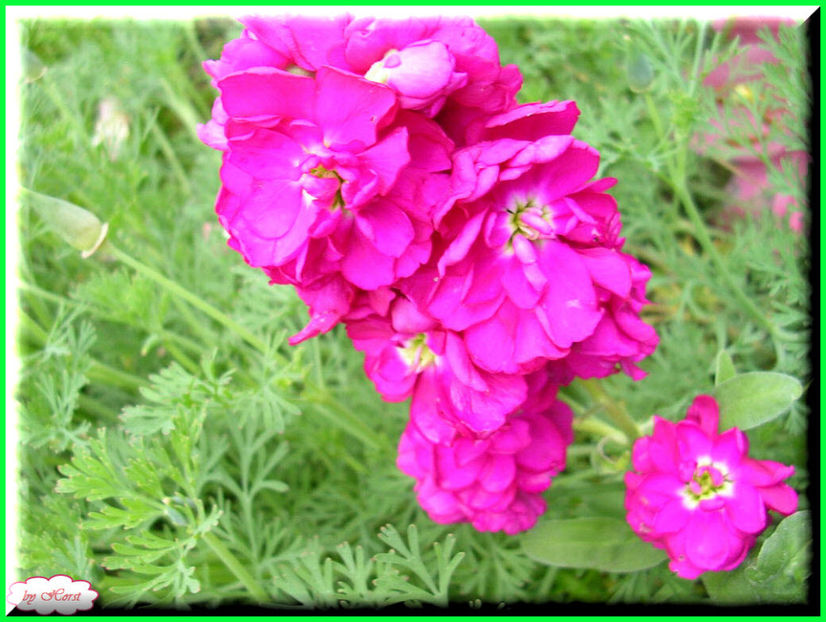 2011.06.23 - Flori 2011 - 1