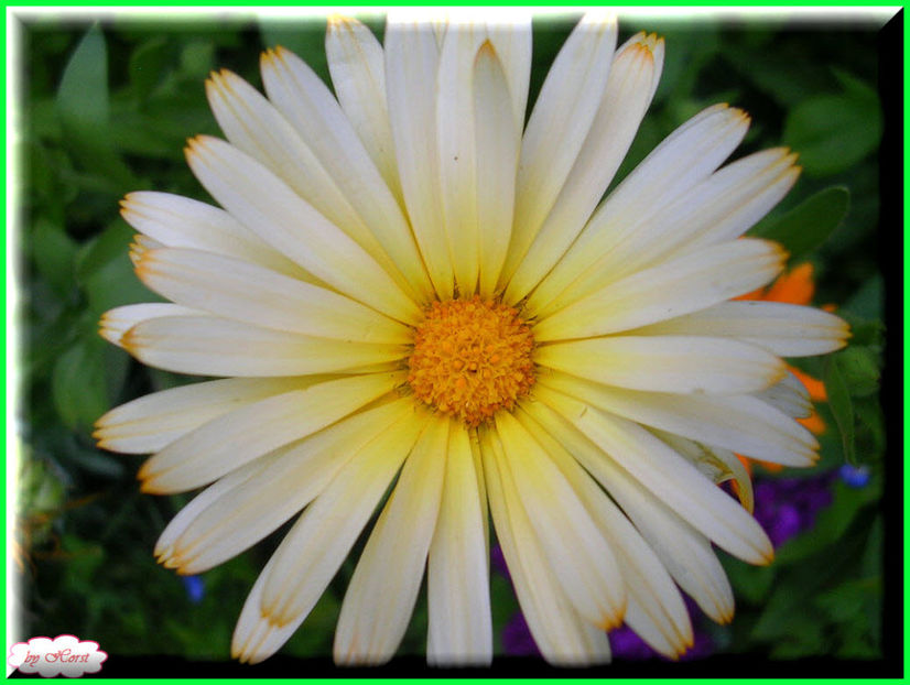 2011.06.23 - Flori 2011 - 1