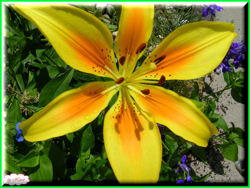 2011.06.23 - Flori 2011 - 1